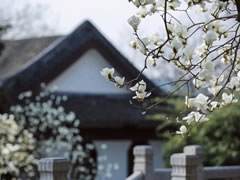 院立东方龙抬头，满园春风花渐开